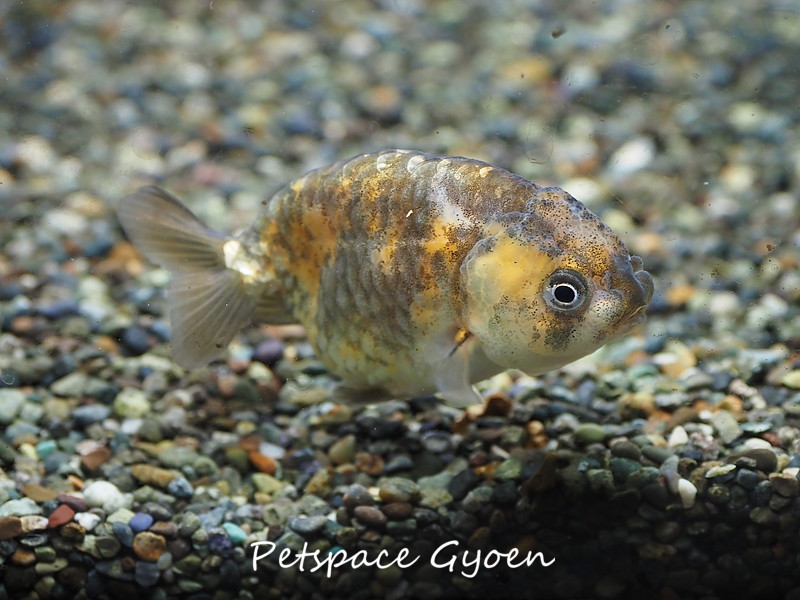 金魚コラム 金魚の品種がややこしい件 輸入金魚のネーミングがよくわからない ペットスペースぎょえん